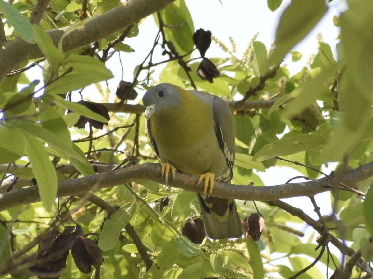 Yellow-footed Green-Pigeon - Jageshwer verma