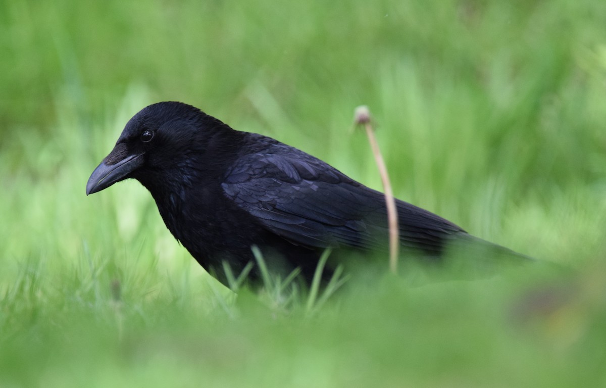 Carrion Crow - A Emmerson