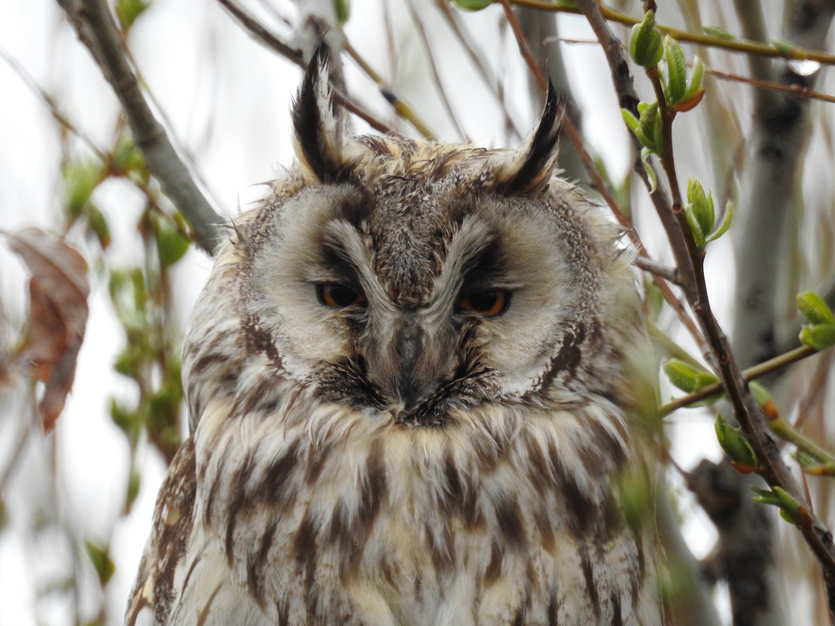 Long-eared Owl - Güneş Deniz Yıldırım