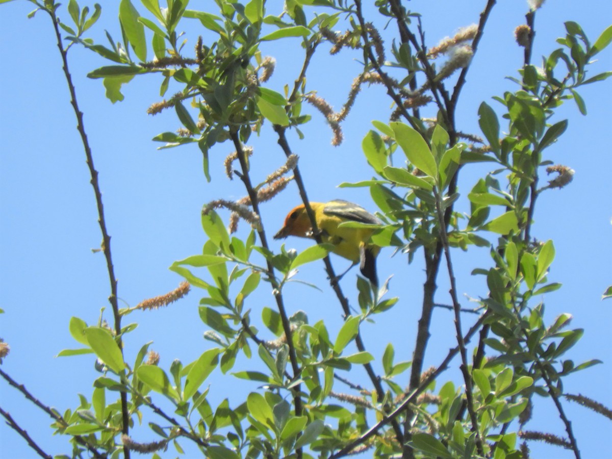 Western Tanager - ML155851341