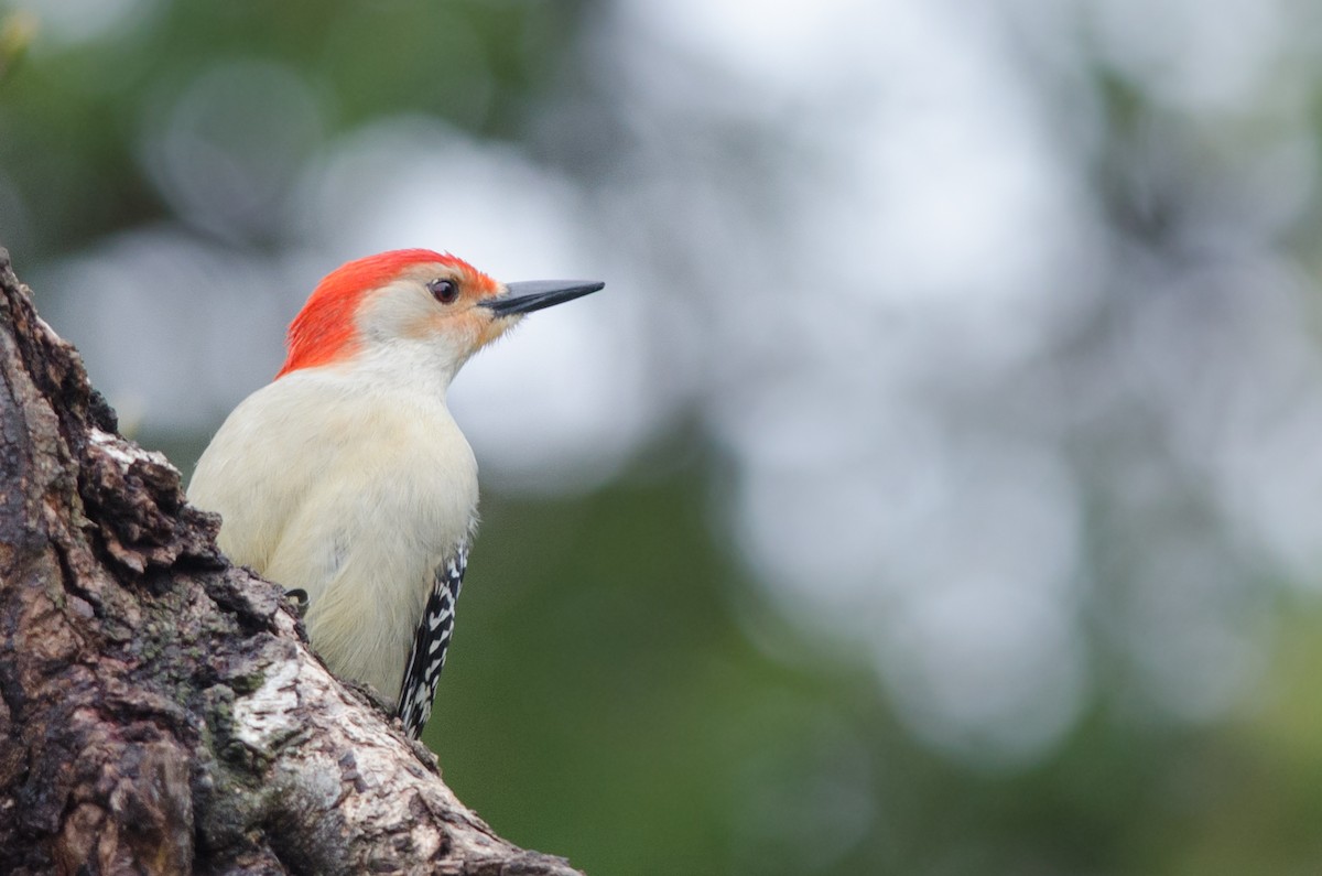 Red-bellied Woodpecker - ML155853951