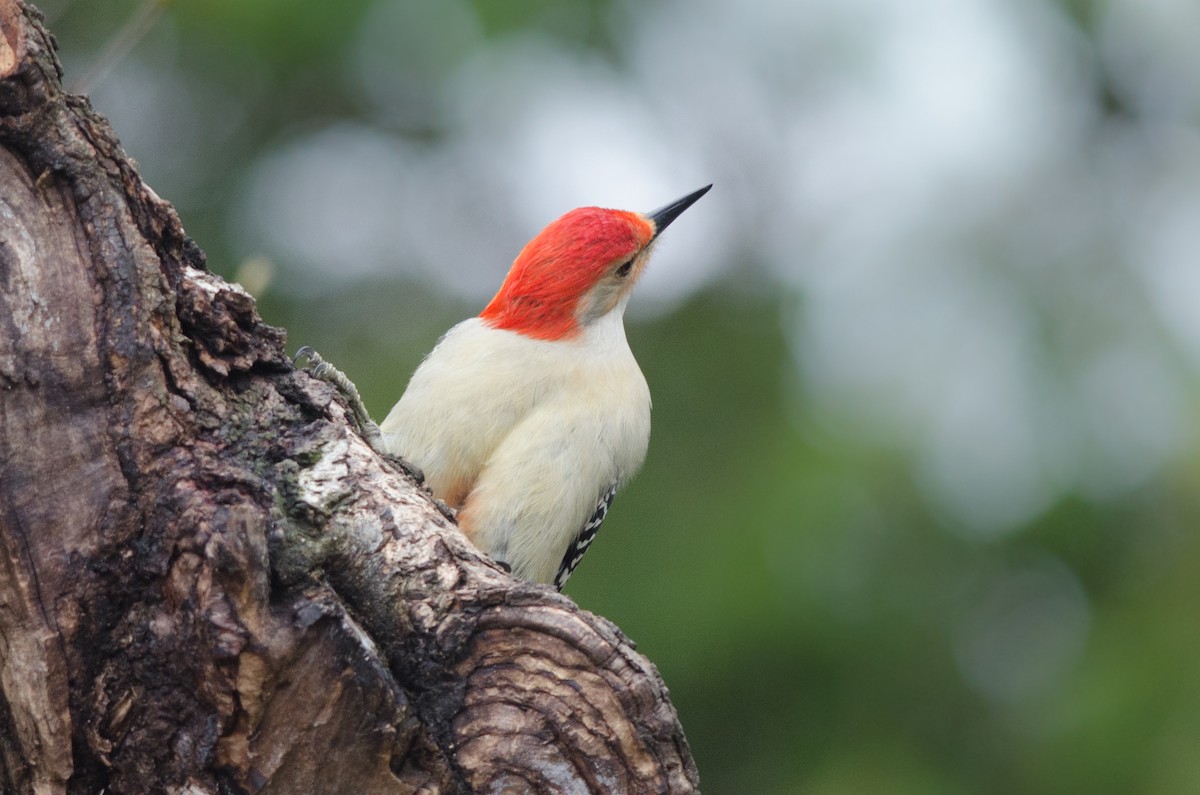 Red-bellied Woodpecker - ML155854001