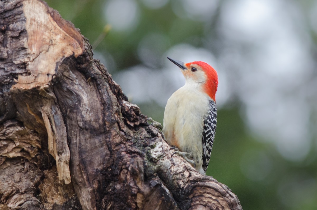 Red-bellied Woodpecker - ML155854011