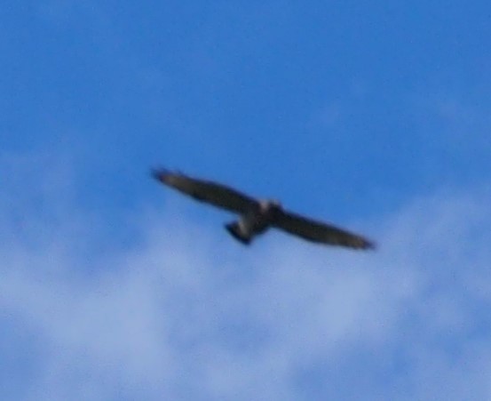 Broad-winged Hawk - ML155854561