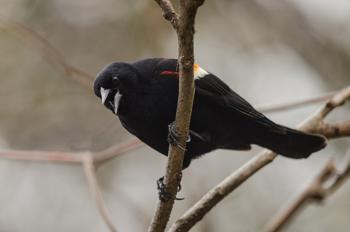 Red-winged Blackbird - Else Mikkelsen