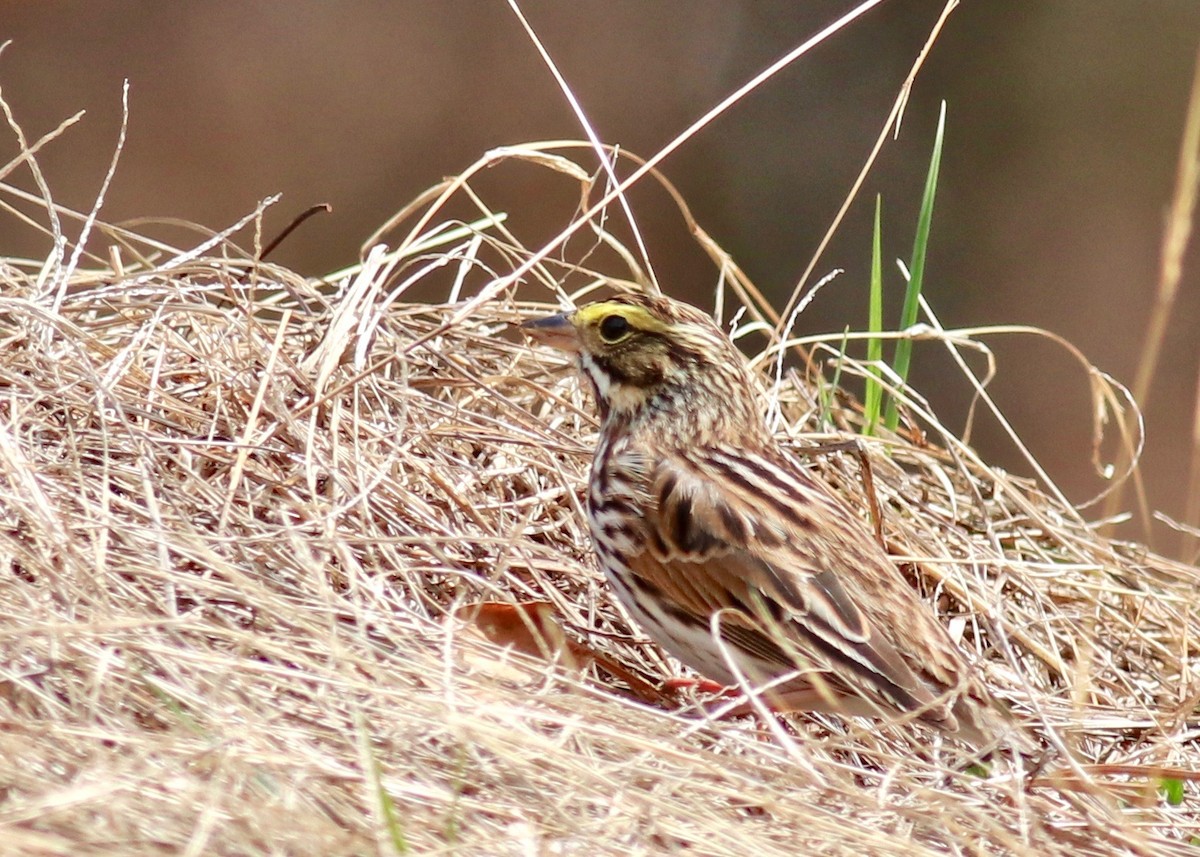 Savannah Sparrow - ML155855681