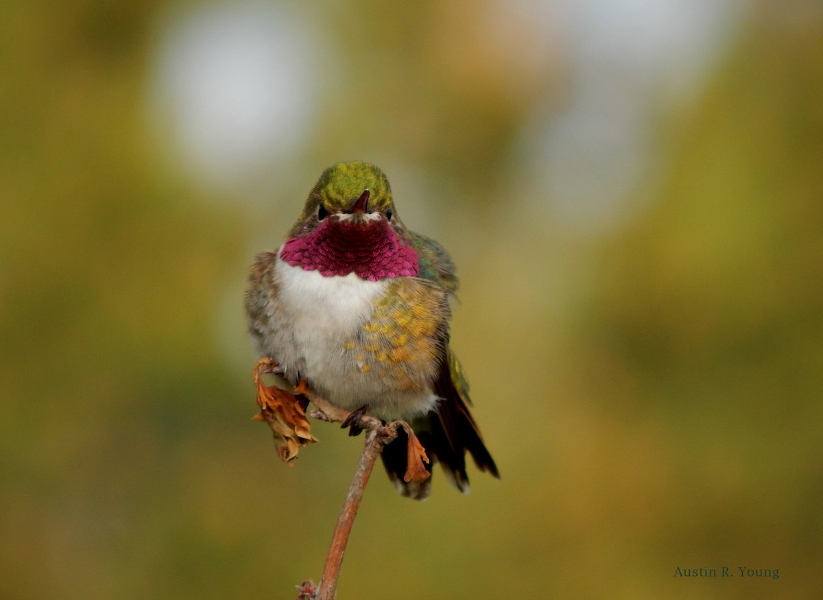 Broad-tailed Hummingbird - Austin Young