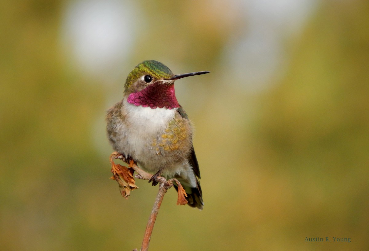 Broad-tailed Hummingbird - ML155857671
