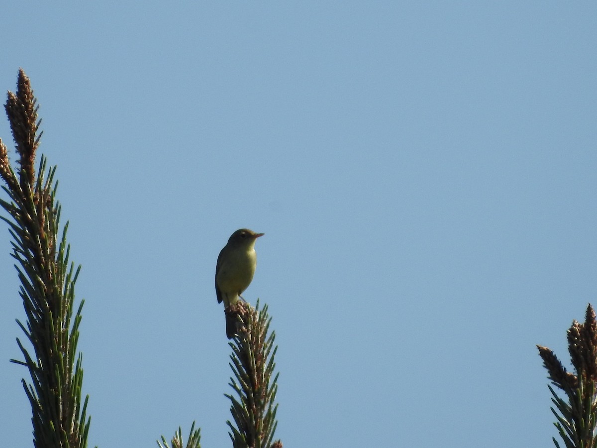 Melodious Warbler - ML155860021