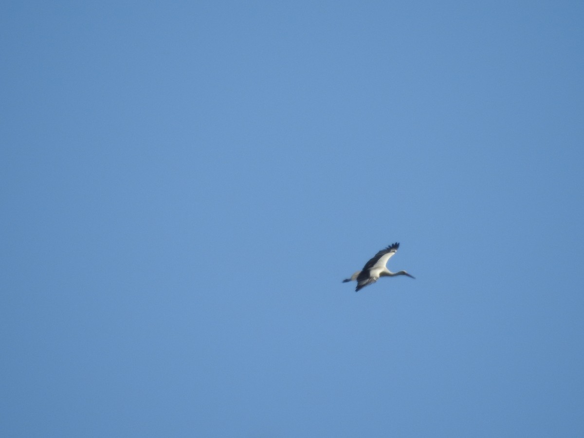 White Stork - ML155860581
