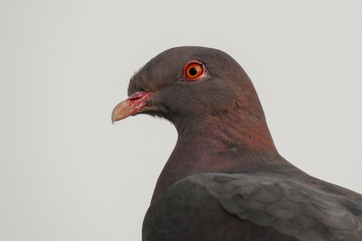 Pigeon à bec rouge - ML155861261