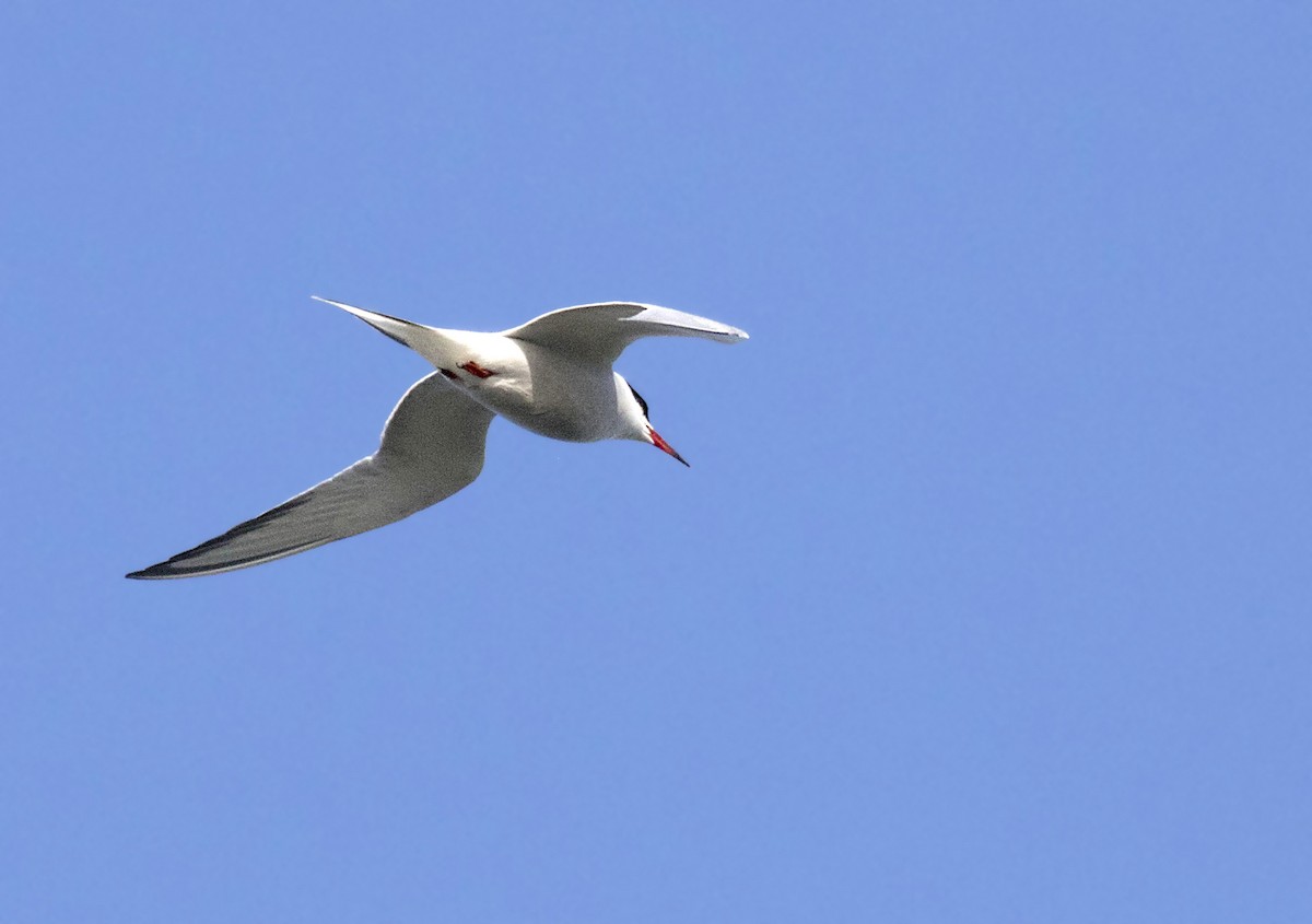 Common Tern - Peter Candido