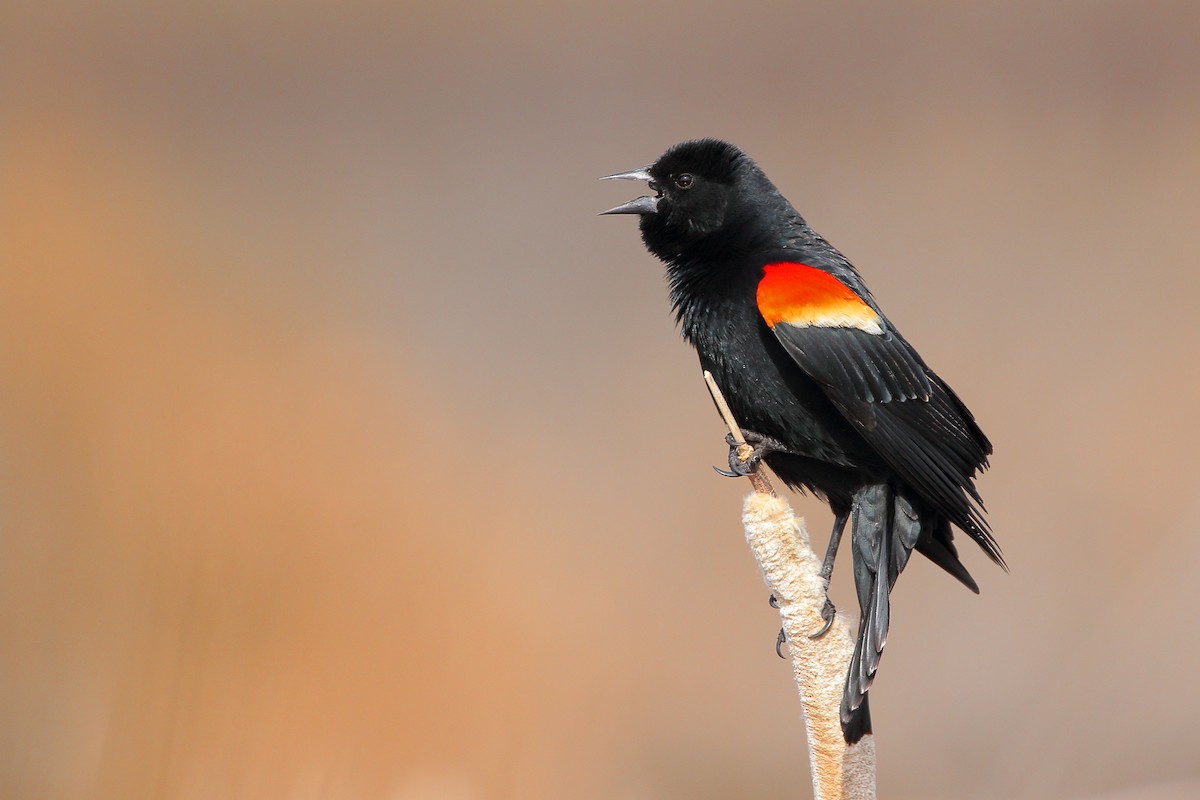 Red-winged Blackbird - Andrew Elgin