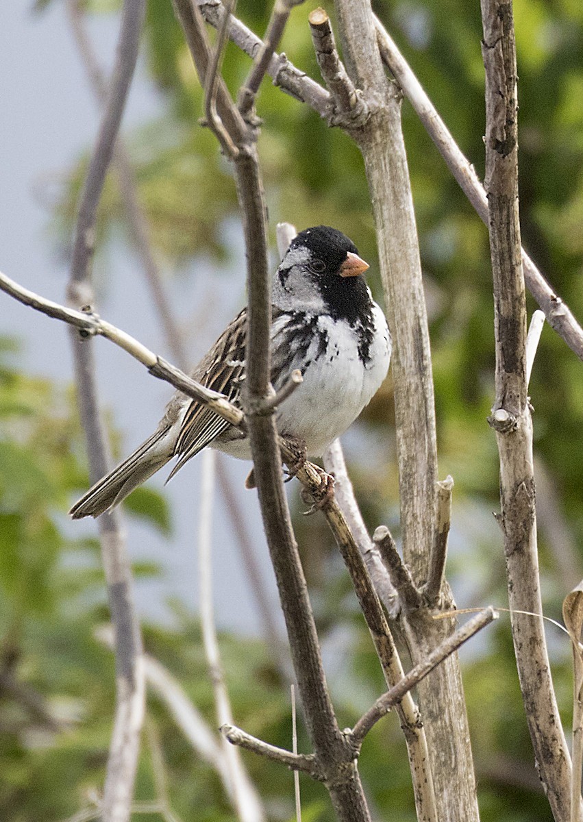 Harris's Sparrow - Peter Candido
