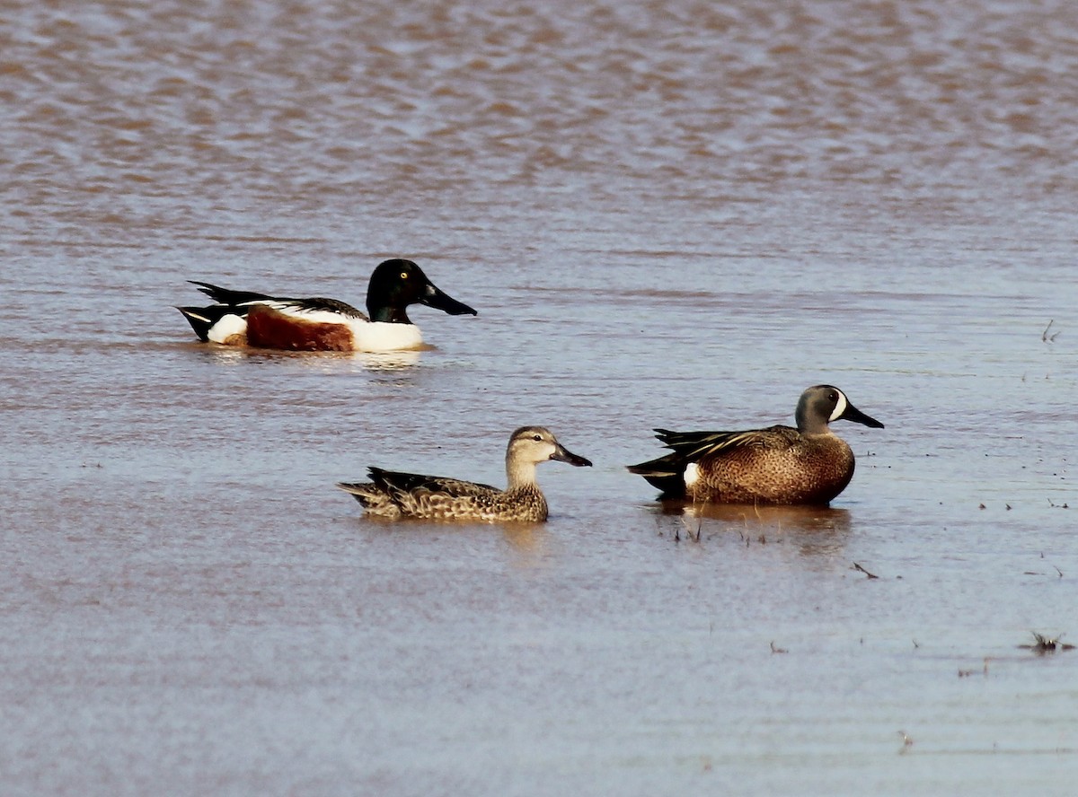 Blue-winged Teal - ML155867621