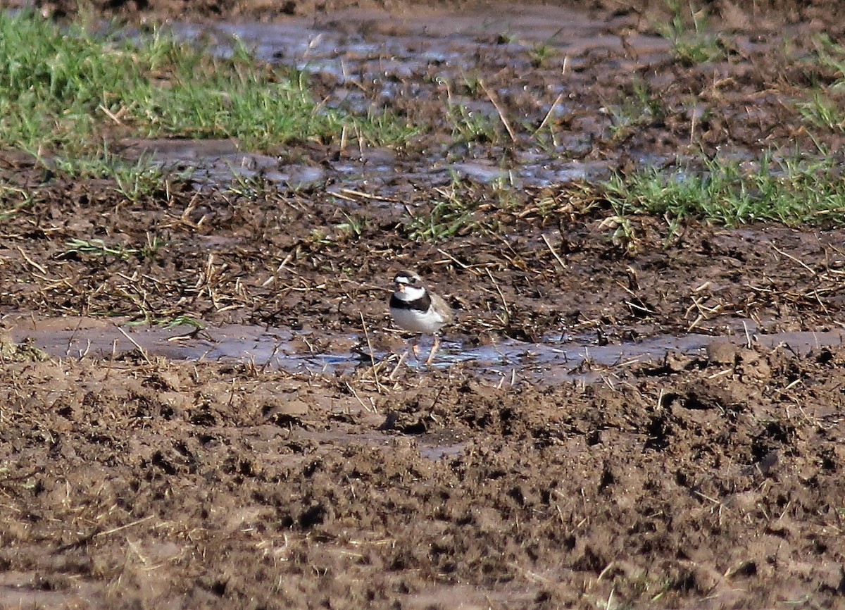 Semipalmated Plover - ML155867781