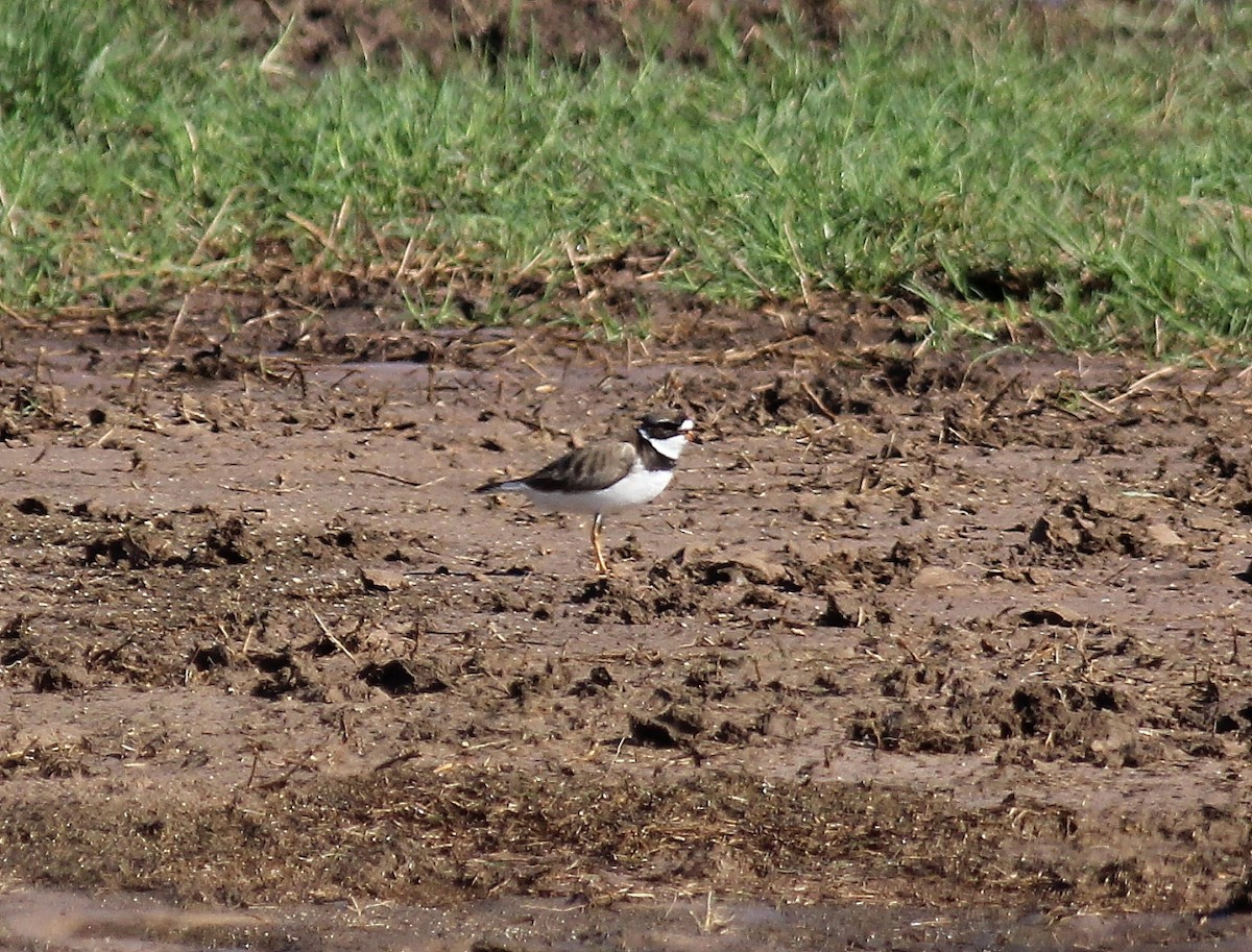 Semipalmated Plover - ML155867791