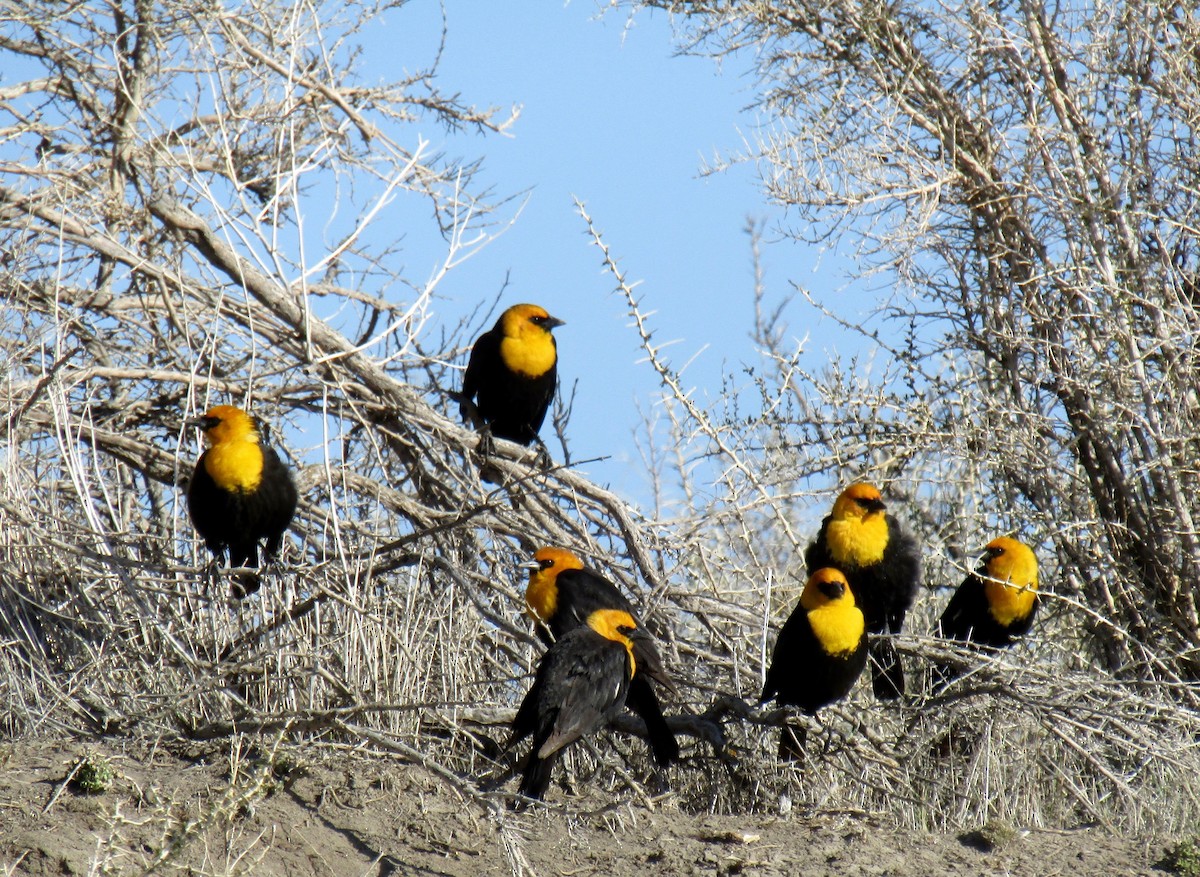 Yellow-headed Blackbird - Al Zerbe