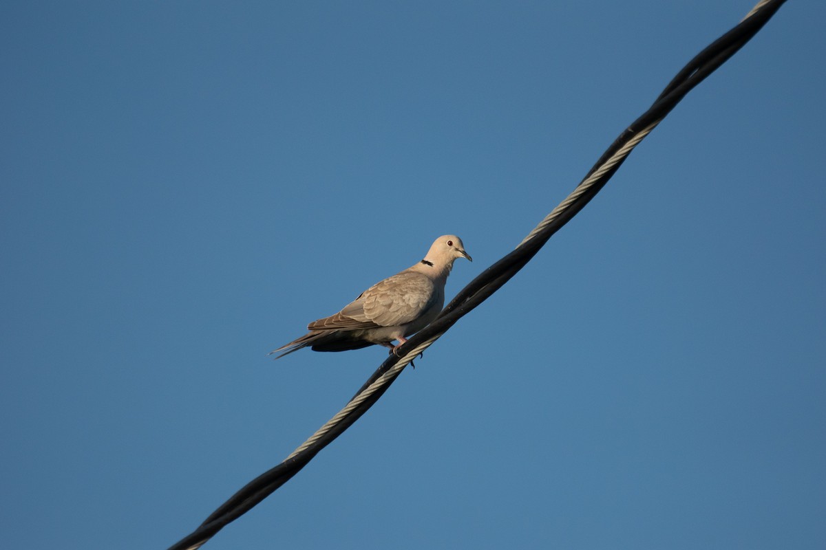 Eurasian Collared-Dove - ML155871411
