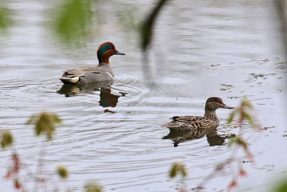 Green-winged Teal - ML155872701