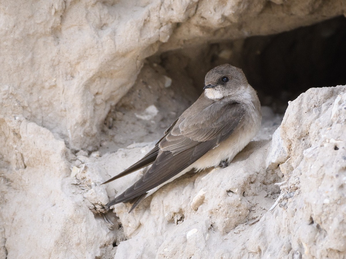 Northern Rough-winged Swallow - ML155877771