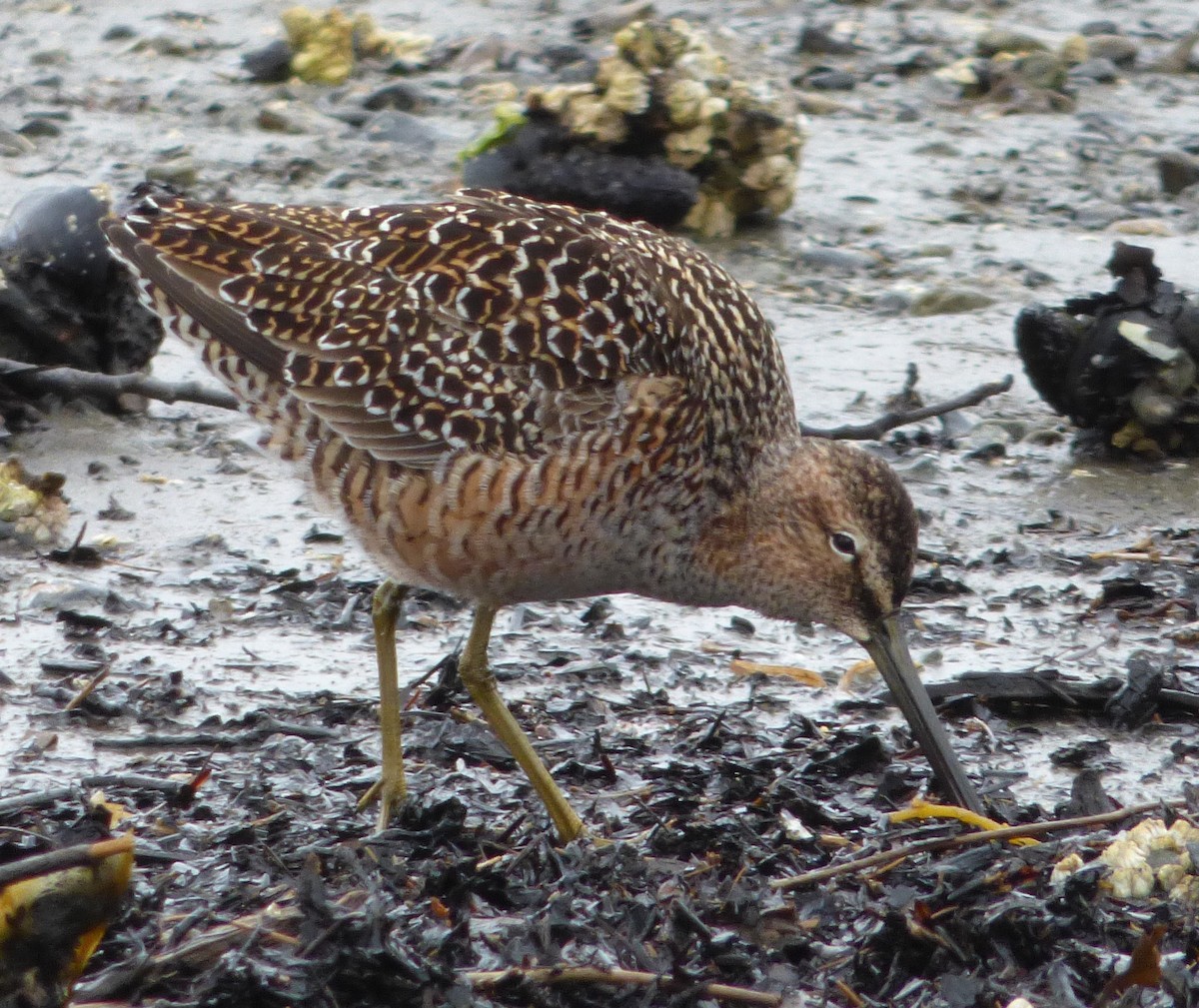 Long-billed Dowitcher - Connor Goff