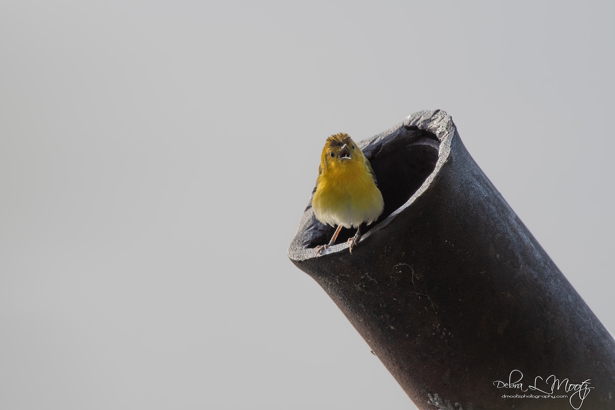 Prothonotary Warbler - ML155880781