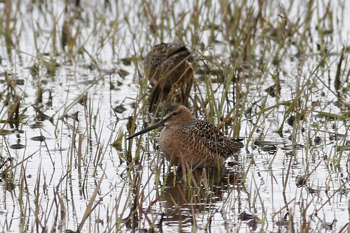 Long-billed Dowitcher - ML155883031