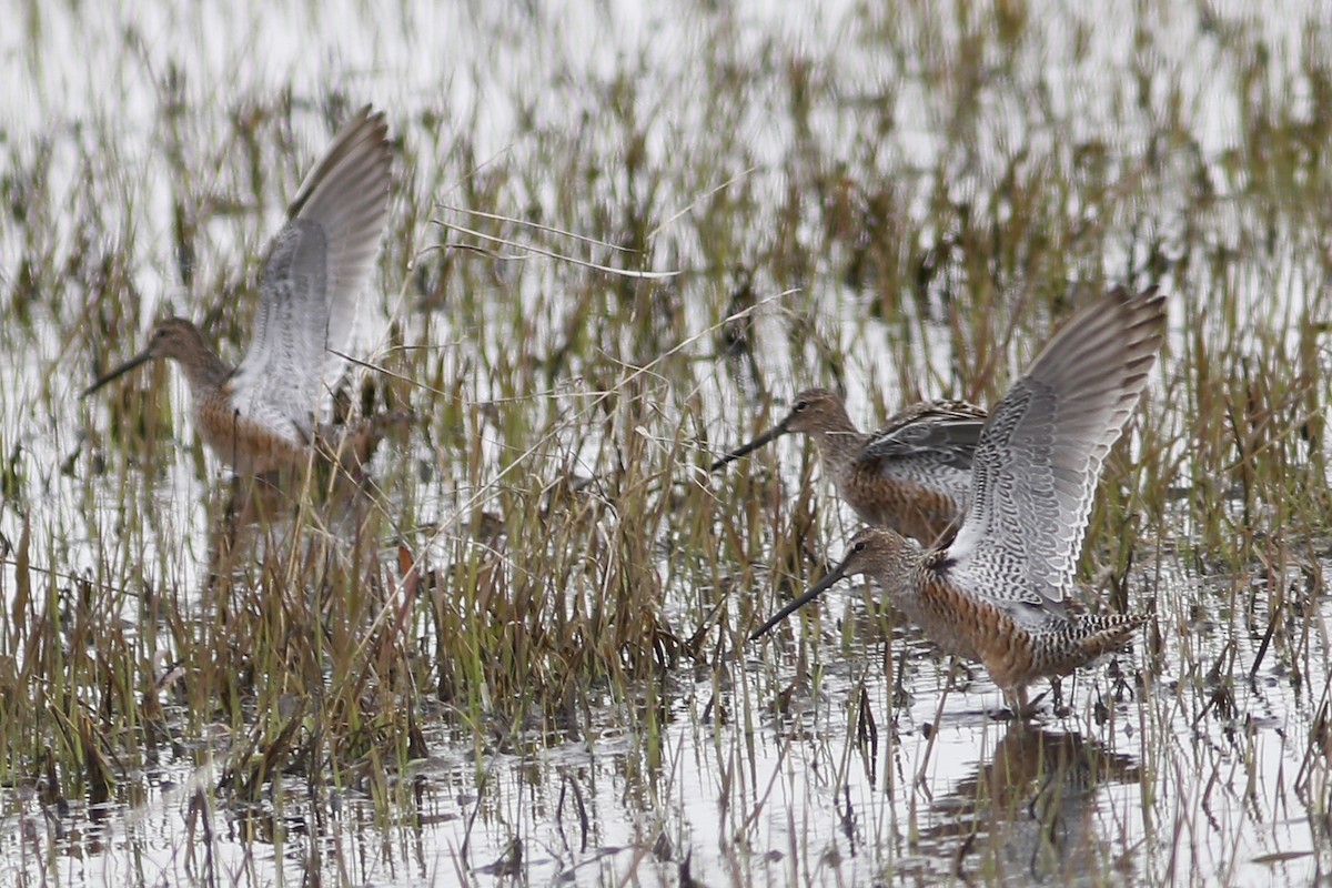 Long-billed Dowitcher - ML155883061