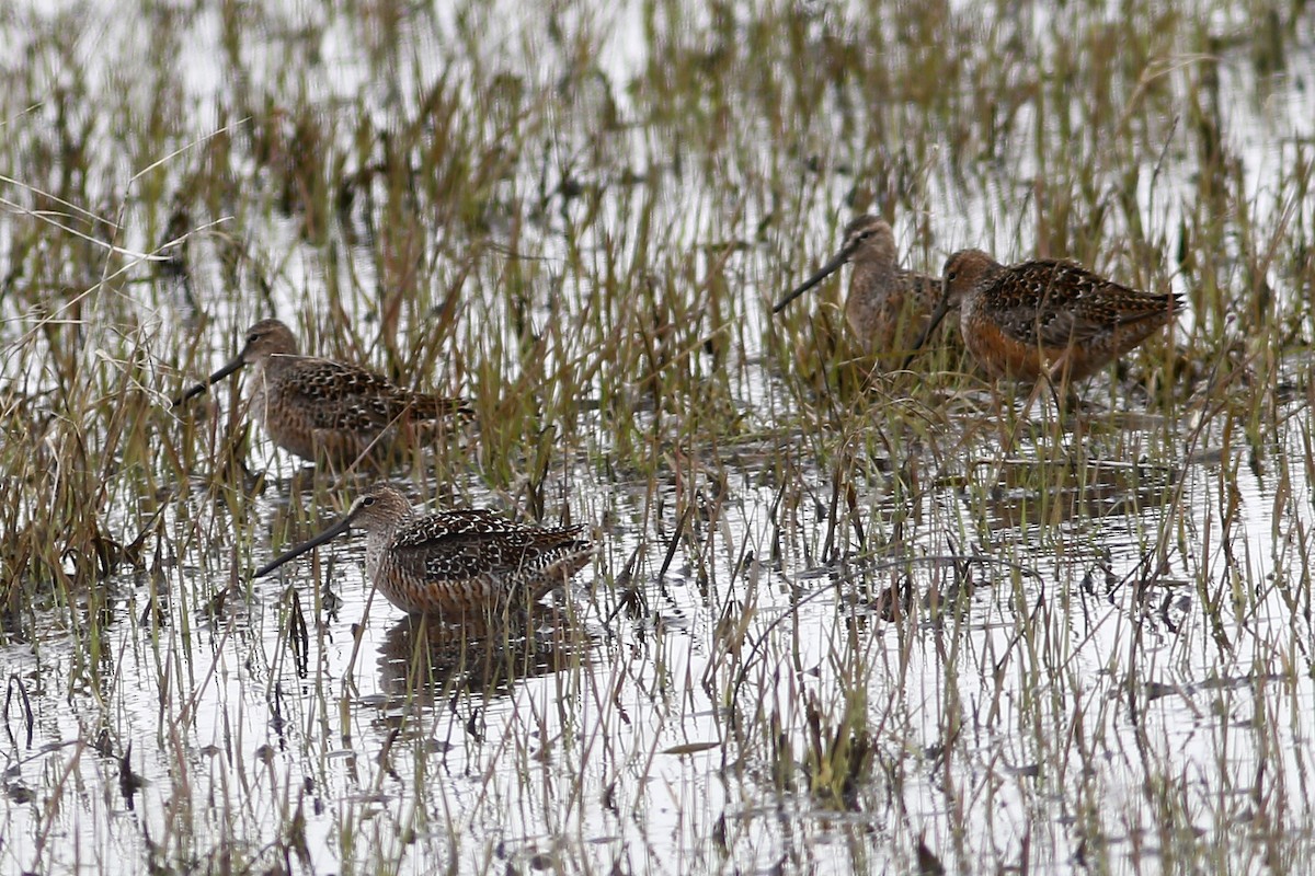 Long-billed Dowitcher - ML155883071