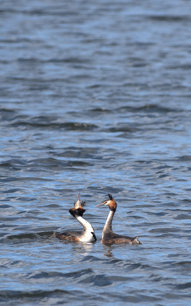 Great Crested Grebe - ML155884861
