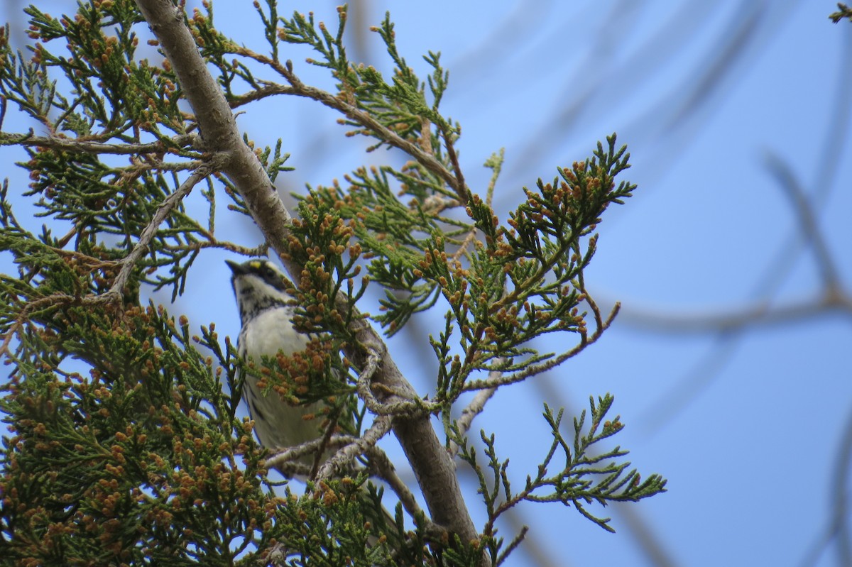 Black-throated Gray Warbler - ML155888261