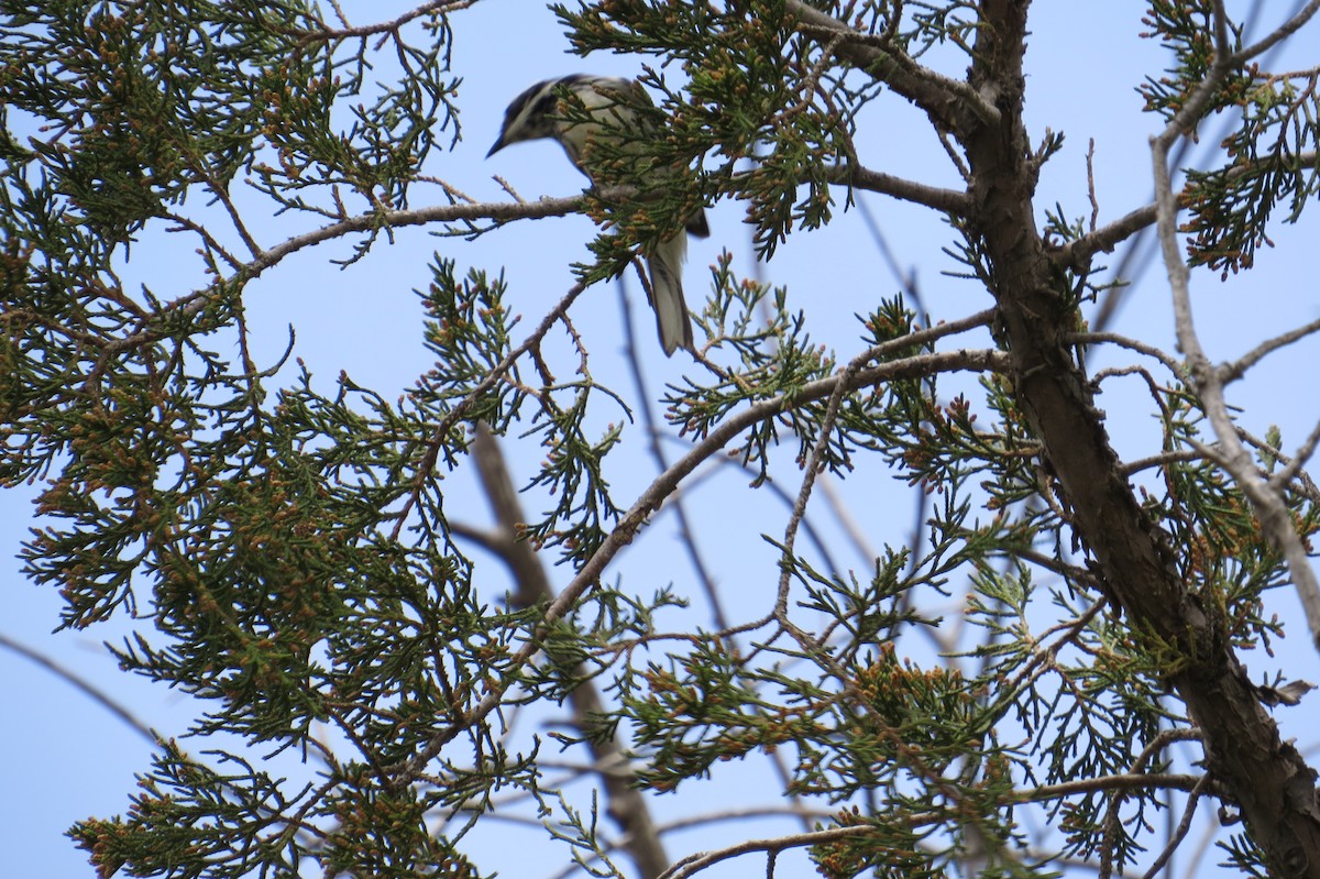 Black-throated Gray Warbler - ML155888421