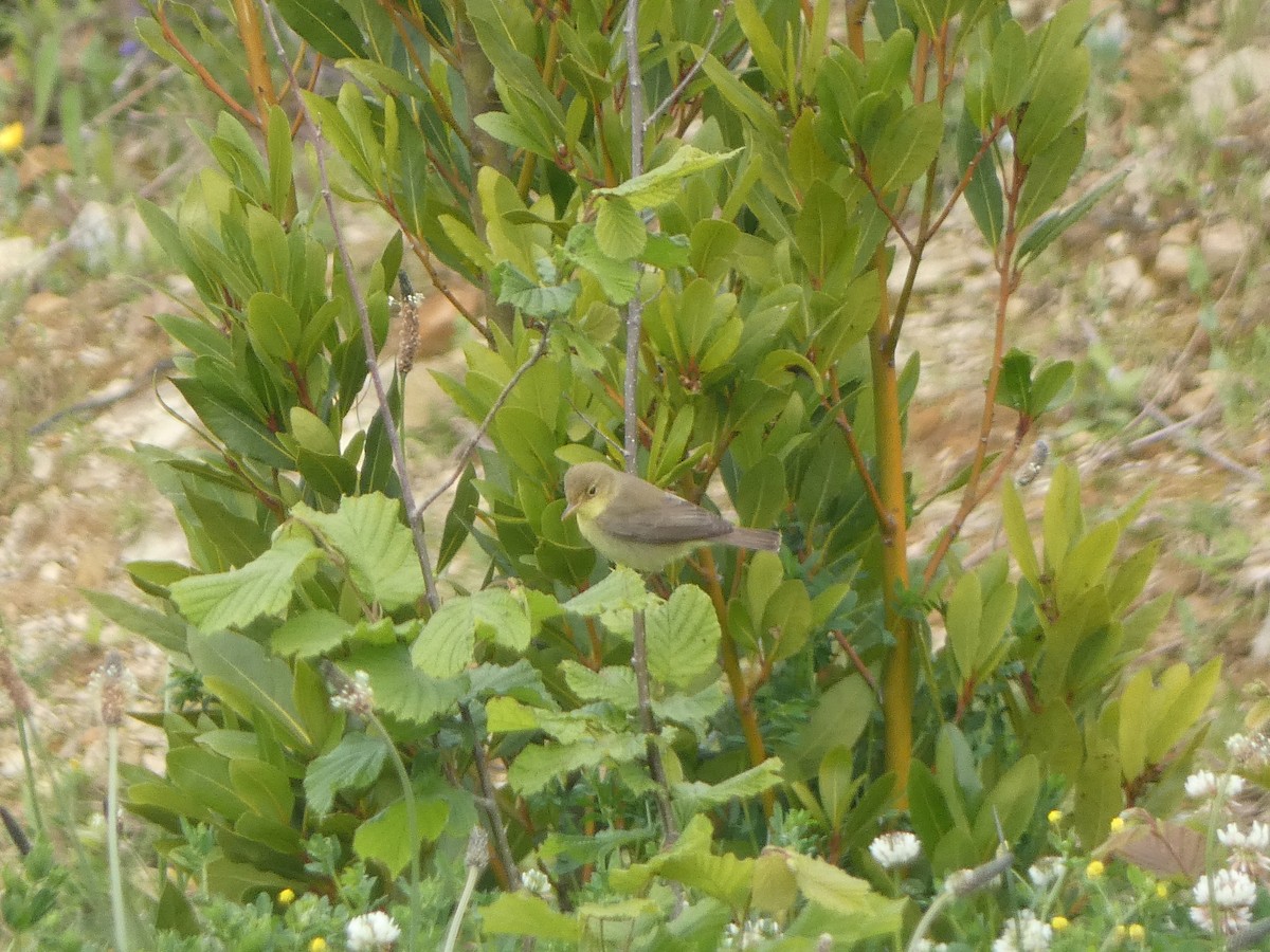 Melodious Warbler - ML155888731