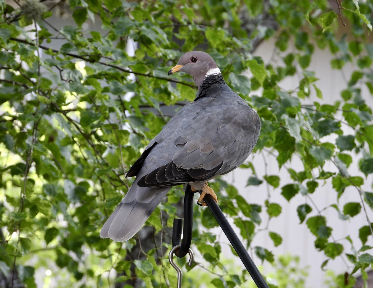 Band-tailed Pigeon - ML155890821