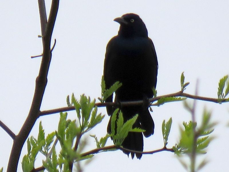Common Grackle - Tracy The Birder