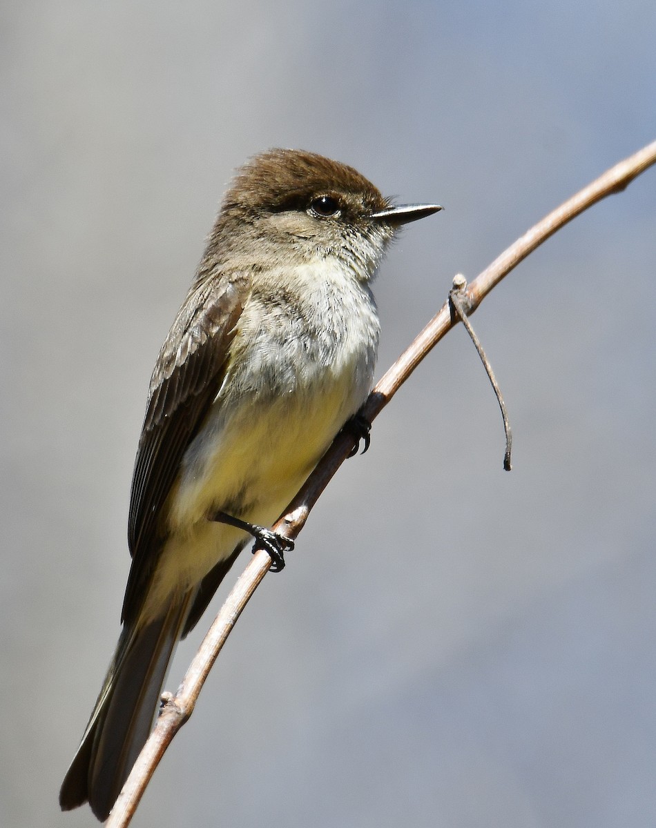 Eastern Phoebe - André Lanouette