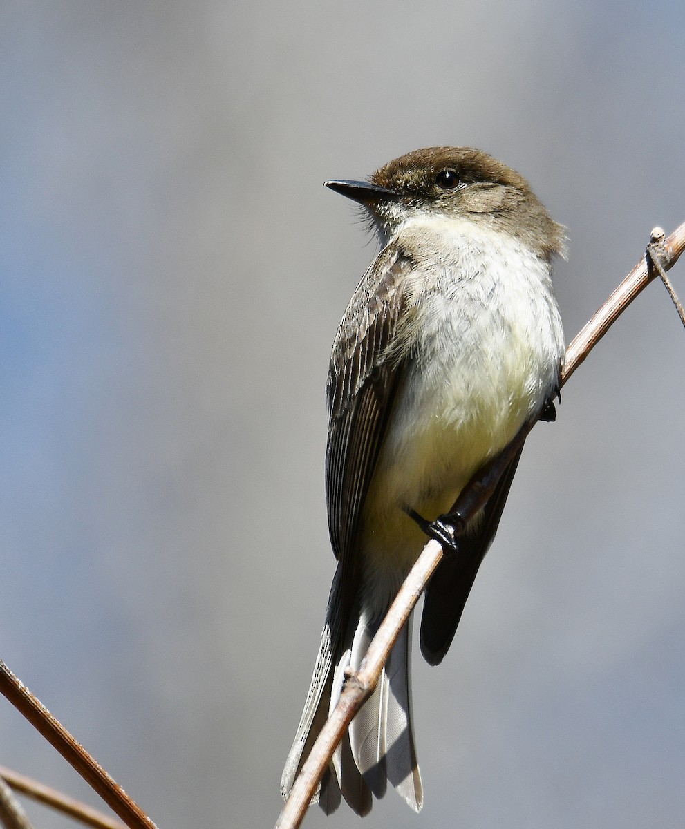 Eastern Phoebe - André Lanouette