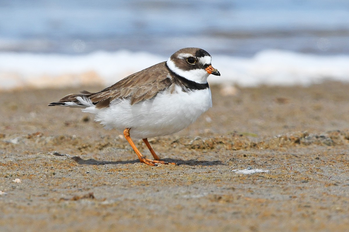 Semipalmated Plover - ML155893681