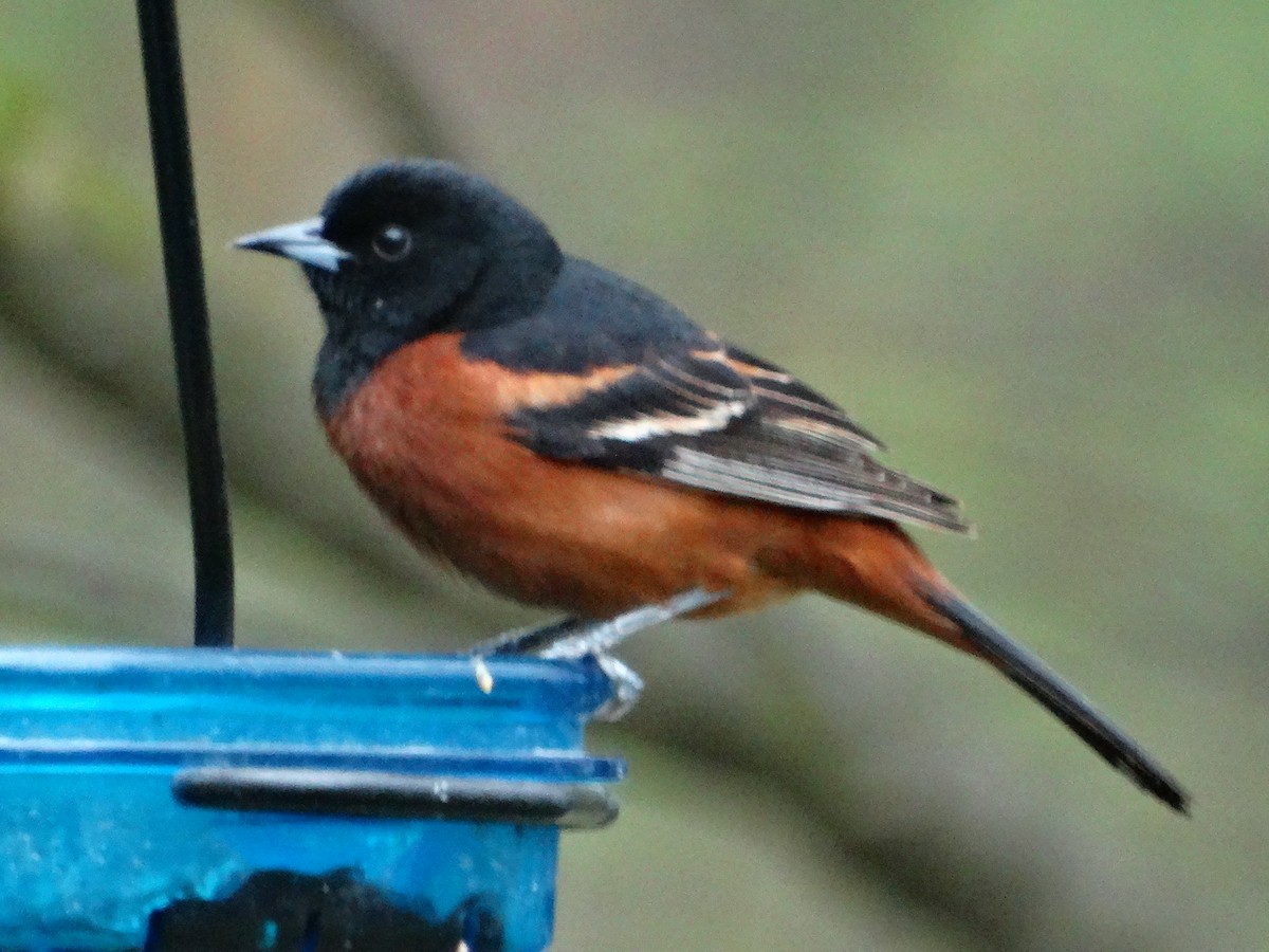 Orchard Oriole - ML155895871