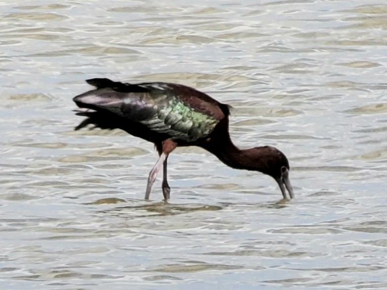 ibis hnědý - ML155896441