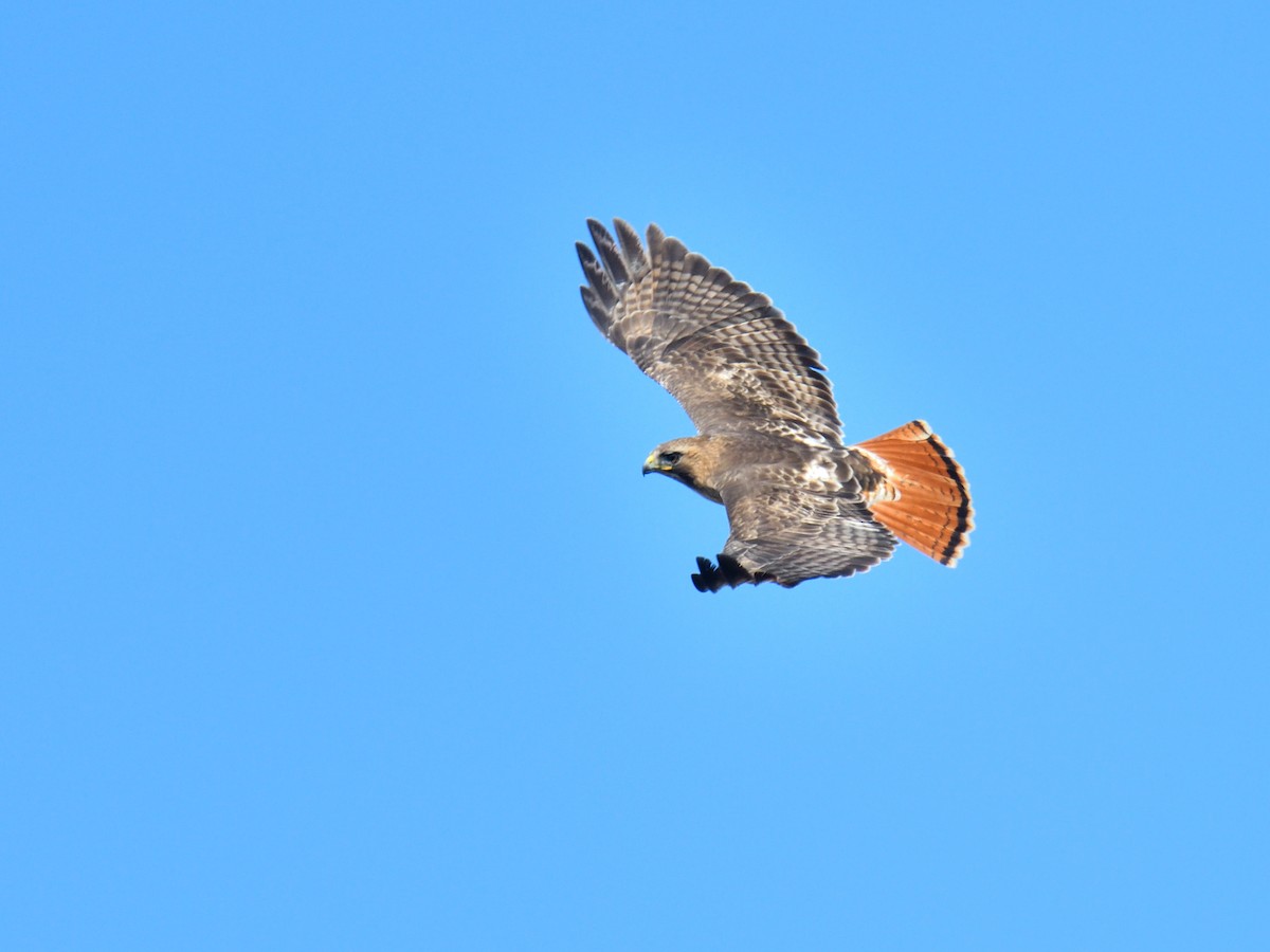 Red-tailed Hawk - Yves Darveau
