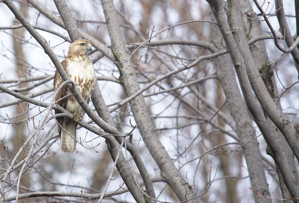 Red-tailed Hawk - ML155897831
