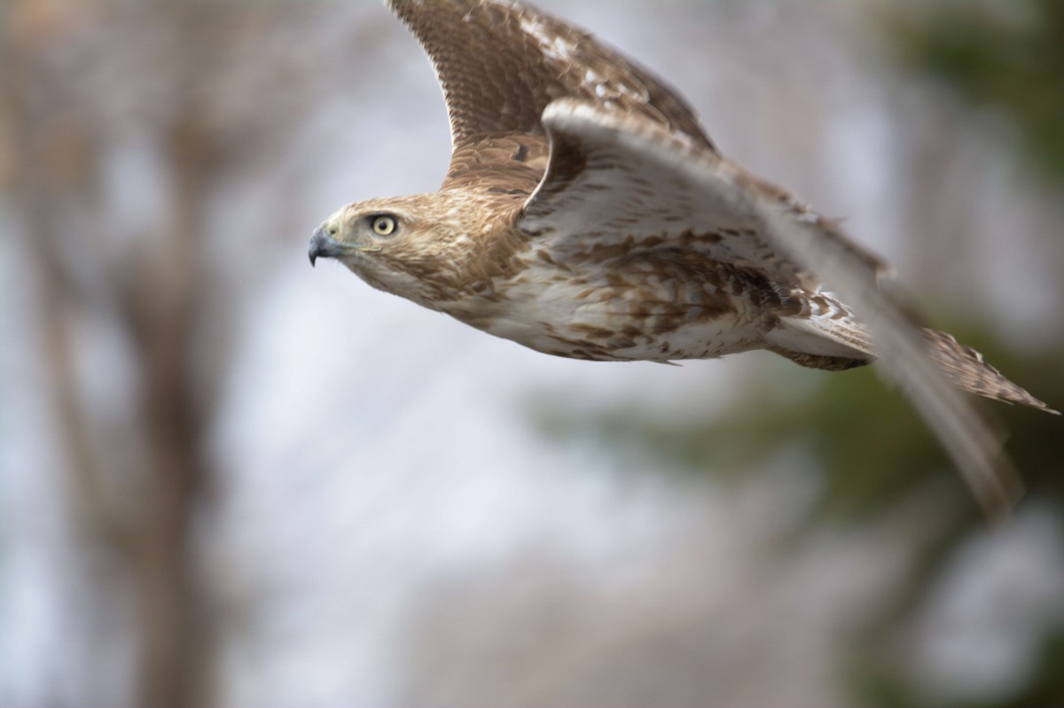 Red-tailed Hawk - ML155897961