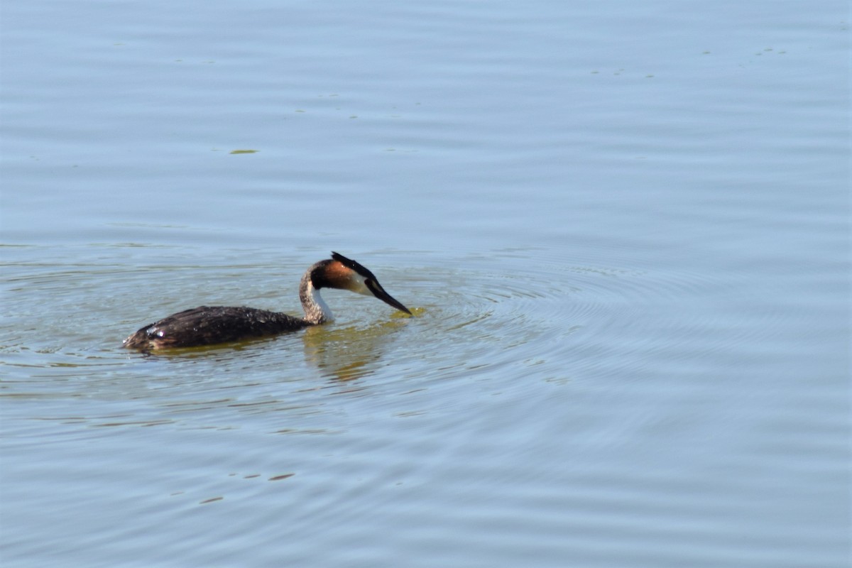 Great Crested Grebe - ML155900091