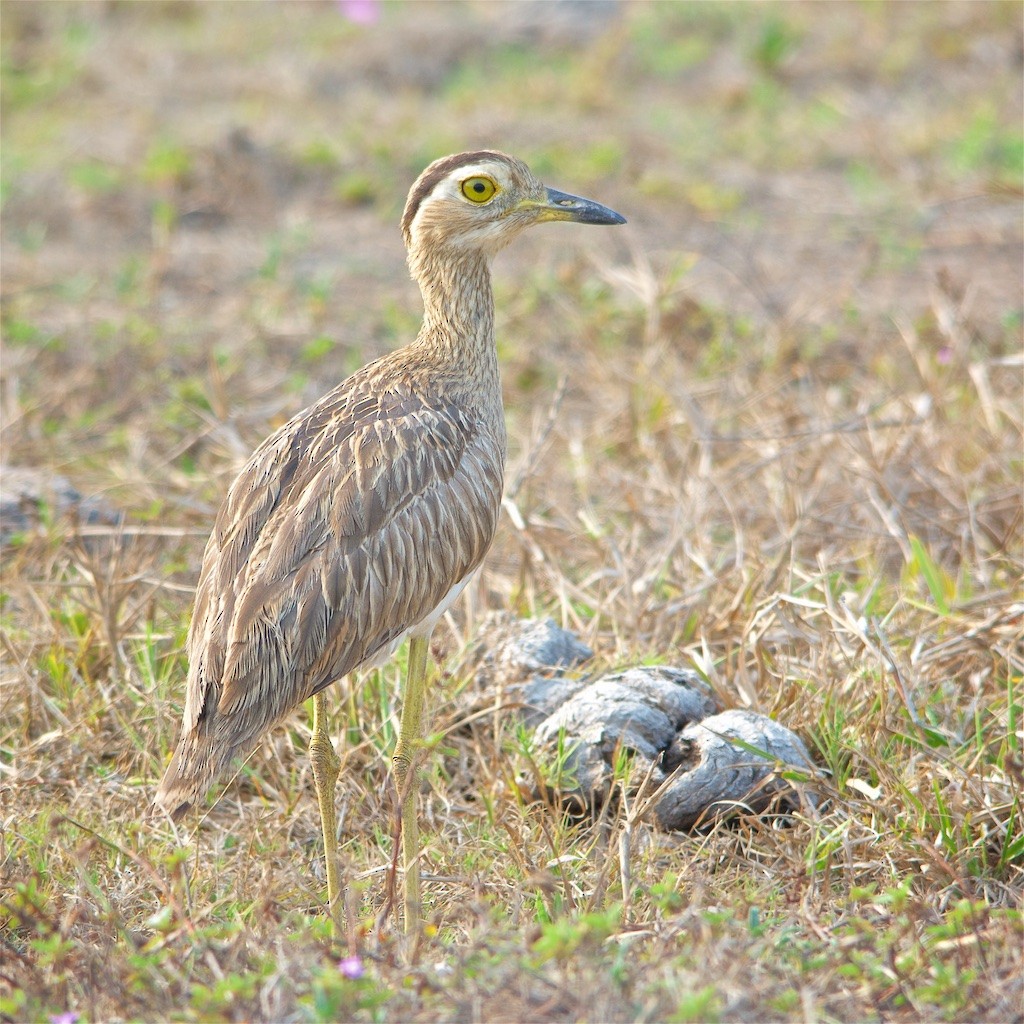 Double-striped Thick-knee - Luis Iturriaga Morales