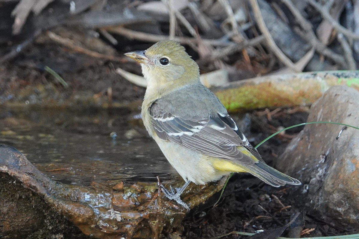 Western Tanager - ML155902251