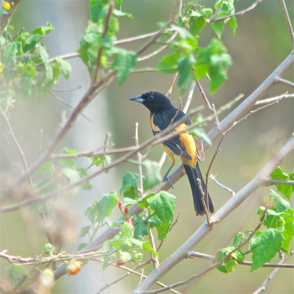 Orchard Oriole (Fuertes's) - ML155902621