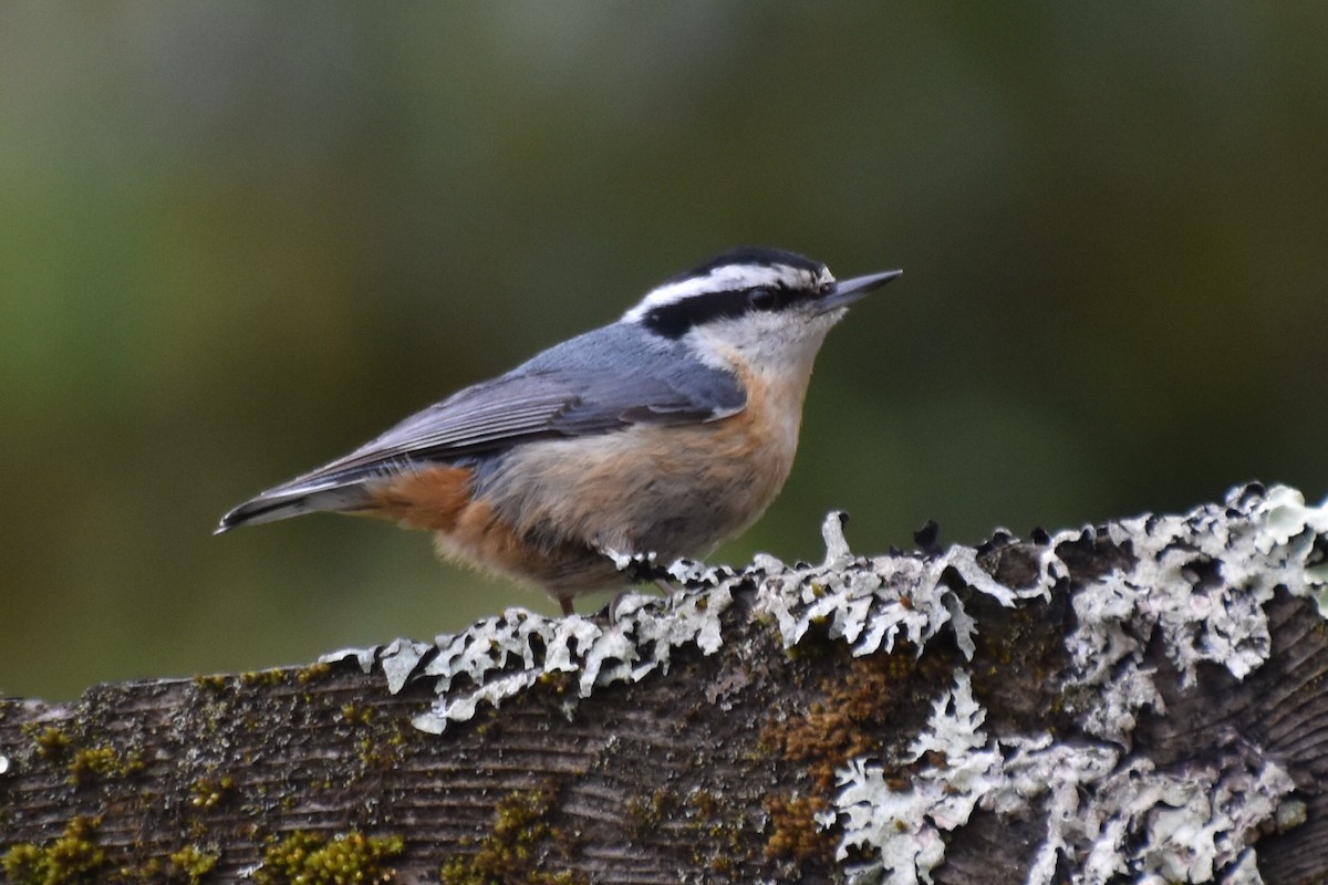 Red-breasted Nuthatch - Ethan Borland