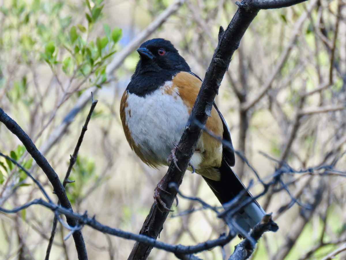Spotted Towhee - Lisa Owens